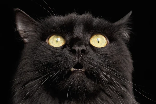 Primeros planos Sorprendida cara de gato negro con los ojos amarillos apertura de la boca —  Fotos de Stock