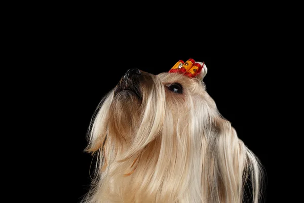 Närbild Mini Yorkshire Terrier hund tittar upp isolerade svart bakgrund — Stockfoto