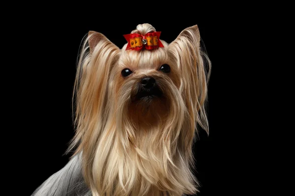 Närbild porträtt av Mini Yorkshire Terrier hund med röd rosett, isolerade — Stockfoto