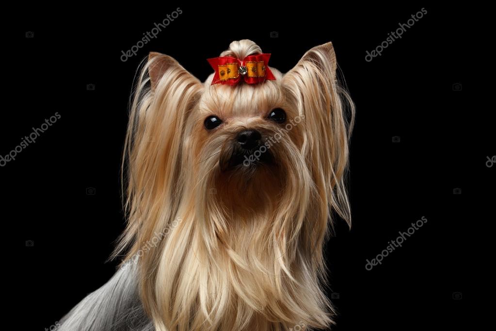 Closeup Portrait Of Mini Yorkshire Terrier Dog With Red Bowisolated