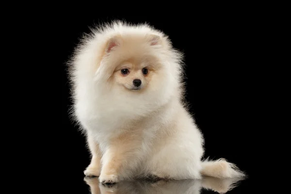 Fluffy söt vit Pomeranian Spitz hund sitter isolerad på svart — Stockfoto