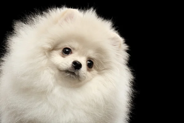 Närbild lurviga söt vit Pomeranian Spitz hund roliga tittar, isolerade — Stockfoto