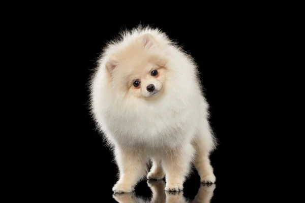 Fluffy lindo blanco pomeranian spitz perro de pie, curiosamente buscando aislado —  Fotos de Stock