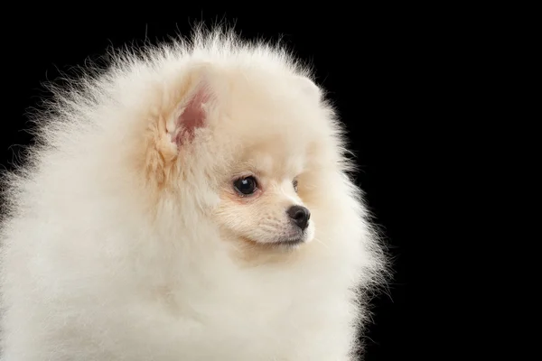 Vértes aranyos fehér Pomerániai Spitz kutya vicces látszó, elszigetelt, profil — Stock Fotó