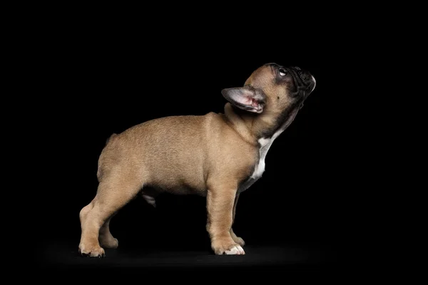 Cachorro Bulldog Francés De pie y mirando hacia arriba, Vista lateral, Aislado —  Fotos de Stock