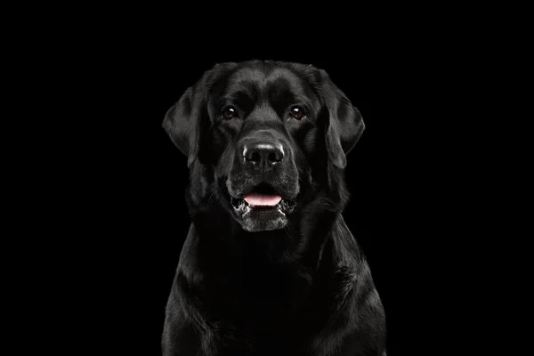 Primer plano Retrato negro Labrador Perro, Mirando Alerta, Vista frontal, Aislado — Foto de Stock