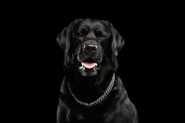 クローズ アップ肖像画ウィンク黒ラブラドール犬、正面、孤立した背景 — ストック写真