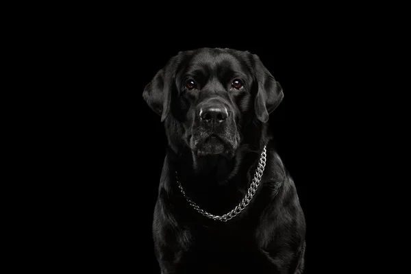 Primer plano retrato negro perro labrador, de aspecto serio, vista frontal, aislado —  Fotos de Stock