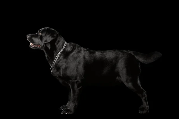 М'язи Лабрадора Пес стоїть у перегляді профілю, ізольовані на чорному — стокове фото