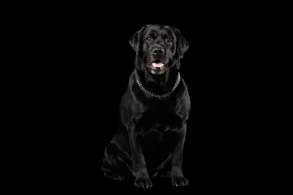 Muscle Labrador Dog Sitting in Front view, Isolated on black — Stock Photo, Image