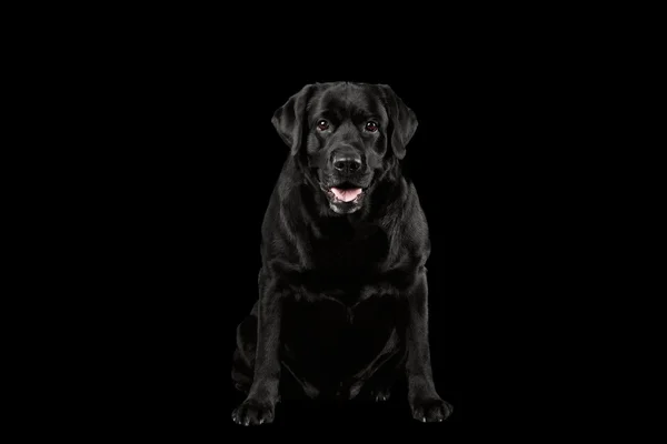 М'язової собака Лабрадор, сидячи, питання дивиться в камеру, фронт, ізольовані — стокове фото