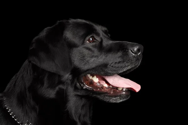 Primer plano Retrato negro Labrador Perro, Aspecto amable, Vista de perfil, Aislado — Foto de Stock