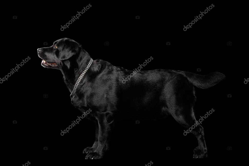 Muscle Labrador Dog Standing in Profile view, Isolated on black