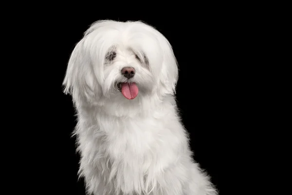 Retrato de perro maltés blanco divertido mirando en cámara aislada — Foto de Stock