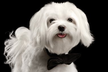 Portre portre mutlu beyaz Malta köpek arıyorum izole kamera