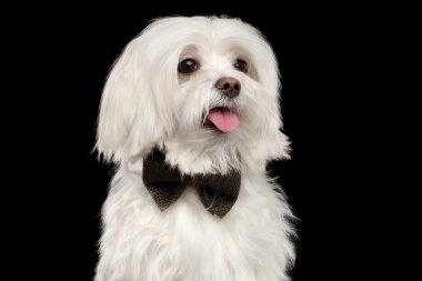 Portre portre mutlu beyaz Malta köpek arıyorum izole kamera