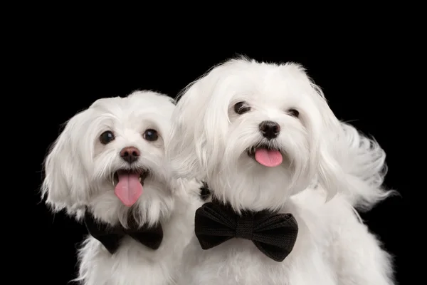 Närbild porträtt av två glada vit Maltesiska hundar isolerade svart — Stockfoto