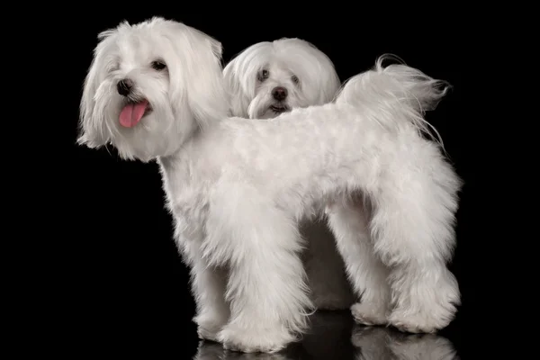 Dos divertidos perros malteses blancos de pie, mirando en cámara aislada —  Fotos de Stock