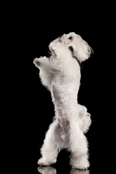 Perro blanco maltés de pie sobre las piernas, levantando patas aisladas —  Fotos de Stock