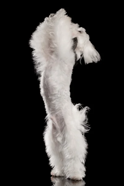 Biały-Maltański psa stojących na nogi, podnoszenie się łapy na białym tle — Zdjęcie stockowe