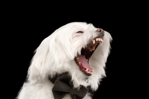 Primer plano Retrato de bostezos Perro maltés blanco con corbata aislada — Foto de Stock