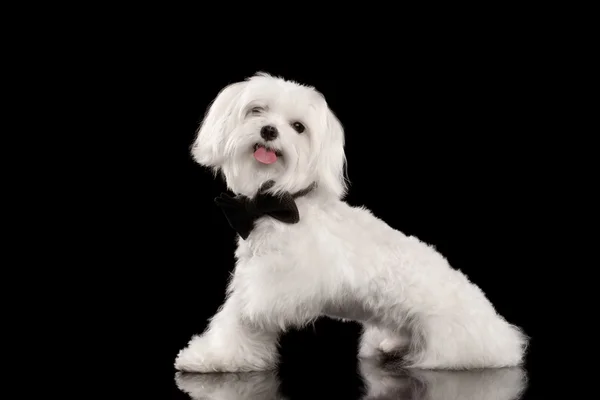 Blanco maltés perro sentado y feliz mirando en cámara aislada —  Fotos de Stock