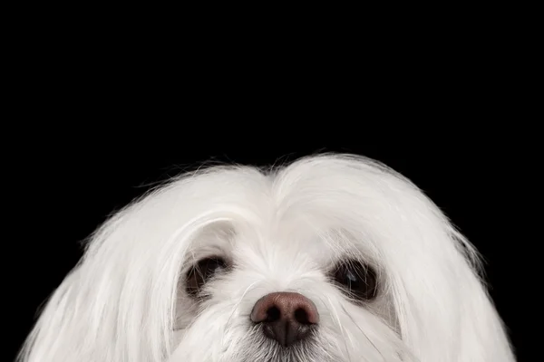 Närbild Nosey vit Maltesiska hund titta i kameran isolerade svart — Stockfoto