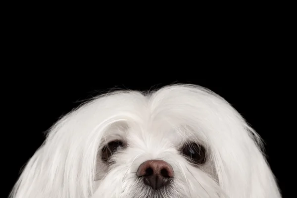 Крупный план Nosey White Maltese Dog Looking in Camera isolated Black — стоковое фото