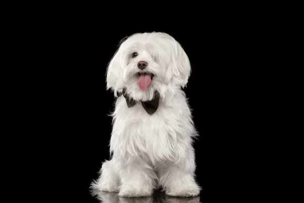 Blanco maltés perro sentado y feliz mirando en cámara aislada —  Fotos de Stock