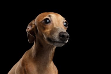 Portre portre sevimli İtalyan tazı köpeği ararken izole siyah 