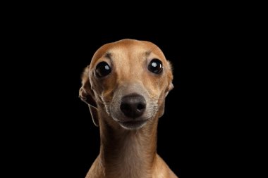 Portre portre İtalyan Greyhound köpek arıyorum içinde fotoğraf makinesi siyah izole 