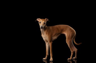  İtalyan tazı köpeği ayakta ayna, izole kamera seyir üzerinde