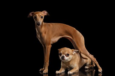Siyah kırmızı Chihuahua köpek ayakta İtalyan tazı altında yalan izole