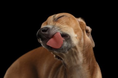 Portre sevimli İtalyan Greyhound köpek yaladı mutlulukla siyah izole