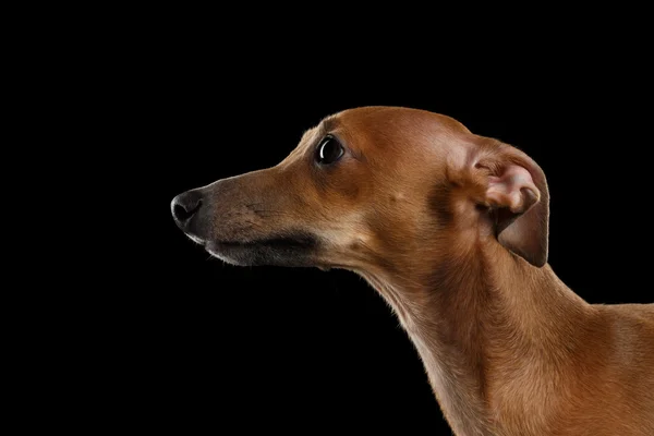 Primo Piano Cute Italian Greyhound Dog Guardando isolato su Nero, Profilo — Foto Stock