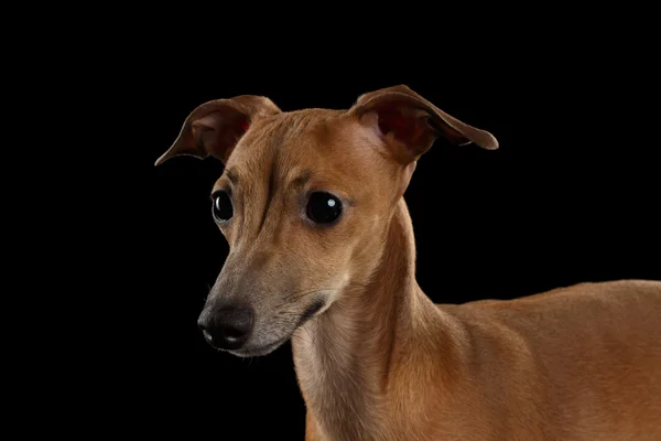 Primer plano retrato lindo italiano galgo perro mirando hacia adelante aislado negro —  Fotos de Stock