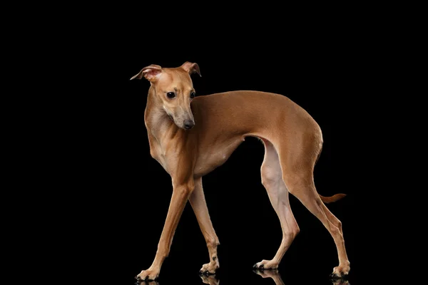 Włoski Greyhound pies stoi na lustro, pozowanie profil na białym tle czarne — Zdjęcie stockowe