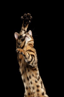Closeup oynak Bengal kedi yükselterek pençeleri, siyah izole arka plan kadar 