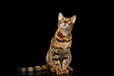 Bengal kedi oturan siyah izole ararken arka plan üzerinde 