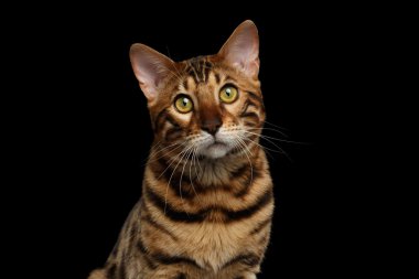 Arka plan siyah Bengal kedi closeup portresi izole 