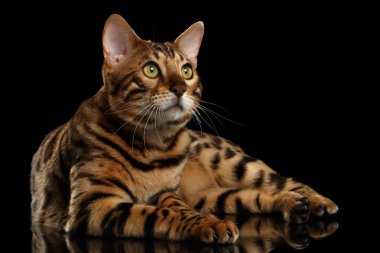 Bengal erkek kedi yalan siyah izole ararken arka plan üzerinde