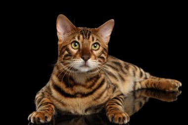 Bengal erkek kedi yalan siyah izole ararken arka plan üzerinde