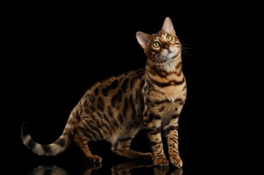 Bengal kedi duran siyah izole ararken arka plan üzerinde 