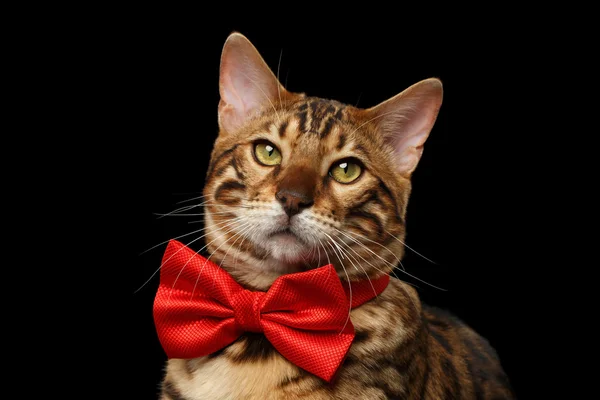 Closeup Bengal Cat with bow tie Curiously Looking, Black Isolated — Stock Photo, Image