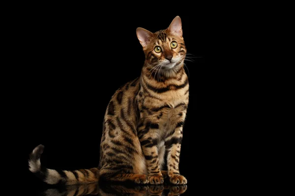 Bengal Cat Sitting on Black Isolated Background, Looking in Camera — Stock Photo, Image