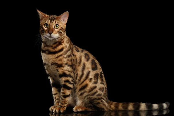 Bengalkatze sitzt auf schwarzem Hintergrund und schaut in die Kamera — Stockfoto