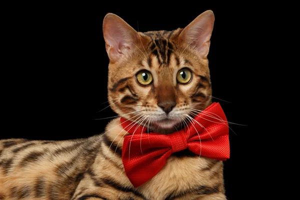 Closeup Bengal Cat with bow tie Curiously Looking, Black Isolated — Stock Photo, Image