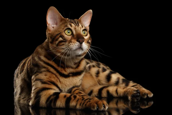 Bengal männliche Katze liegt auf schwarzem isoliertem Hintergrund und schaut nach oben — Stockfoto