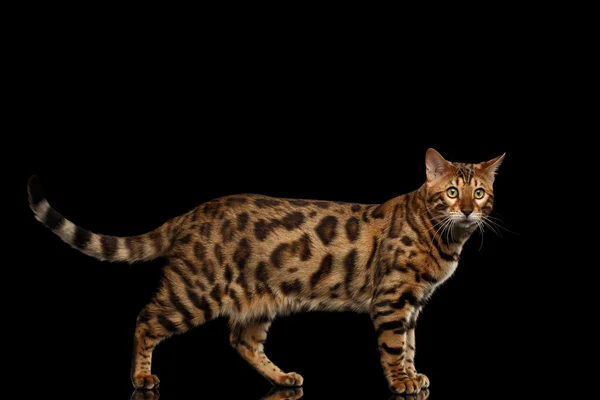 Bengal Cat Standing on Black Isolated Background, Looking in Camera — Stock Photo, Image