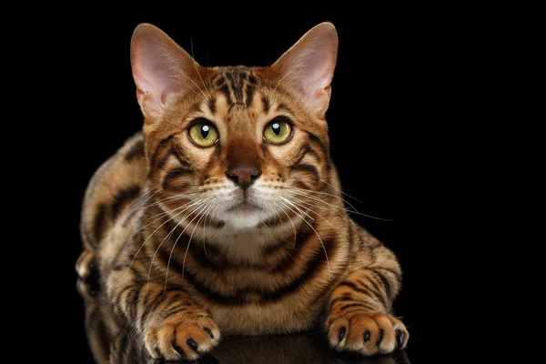 Bengal Male Cat Lying on Black Isolated Background, Looking up — Stock Photo, Image